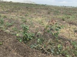 serviced land for sale at AFIENYA- LOVELY CLEARED HALF PLOTS WITH 