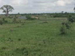 land for sale in Afienya - ( Behind TOR estate)